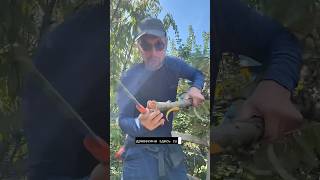 Обрезка больного дерева осенью