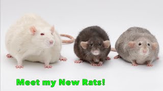 Adopting a group of senior rats!