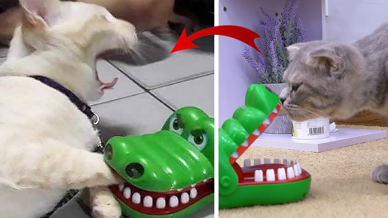 cat crocodile toy