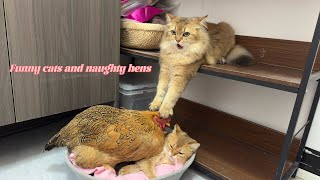 So funny and cute! The kitten takes the hen home to sleep. The happiest hen in the world