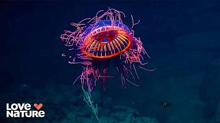 Monsters Of The Deep: Surviving Earth’s Darkest Waters | Pacific 104