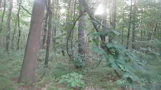 24 August. Morning walk in the forest.
