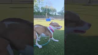 Best zoomie and cuddly ending by Cheesesteak!   AccAcctphilly.orgg