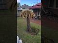 Umbrella palm pigmy palmtrees  youtubeshorts shortsshortsyoutube gardentricks