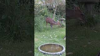 Wild Garden Muntjac Buck #shorts