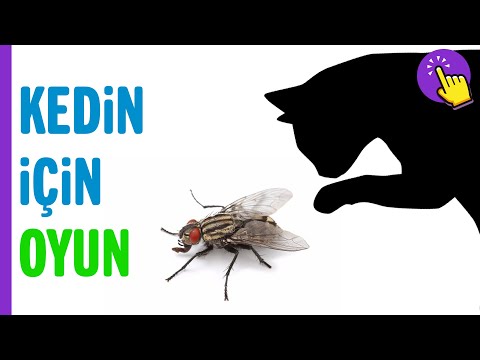 Kediler için Oyun Videosu - Sinek Yakalama Video Oyunu | Hayvanlar Alemi - Aklında Olsun