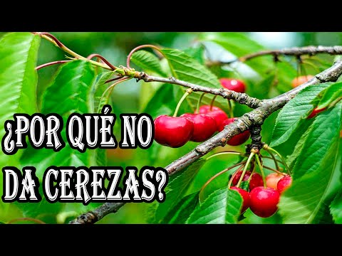 Video: Cerezos que no dan frutos - ¿Por qué no obtengo frutos de mi cerezo?