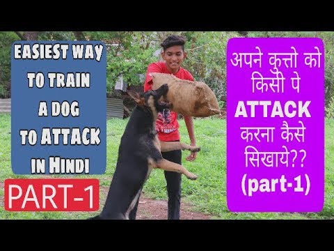 How To Train A Dog To Attack On Command In Hindi(Part-1)| Dog Training|