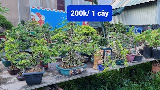 PAN CITY 371🦚 Thanh lý toàn bộ 40 cây Bonsai để bàn kệ số 1 chỉ trung bình 200k \/ 1 cây 🌺