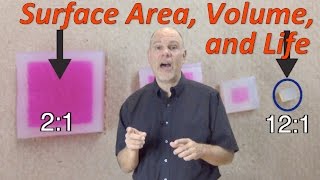 Surface Area, Volume, and Life