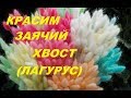 Простой способ покраски колосьев заячьего хвостика (лагуруса)