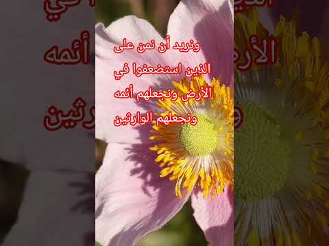 ونريد أن نمن على الذين استضعفوا في الأرض ونجعلهم أئمه ونجعلهم الوارثين