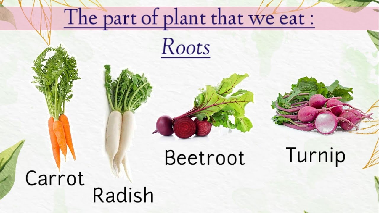 Which Parts of the Plant do we eat. The Plants Parts we eat. Црфе зфкеы ща Здфтеы ВЩ цу фуе. Root of Plant we eat.