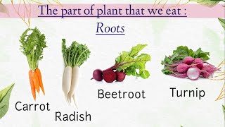 Plants Around Us || Parts Of Plant That We Eat || Where Do Plants Store Their Food