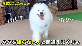 サモエドパパ 🎩メンシプ限定】ドッグランでパパを全然見つけられないサモエドが可愛