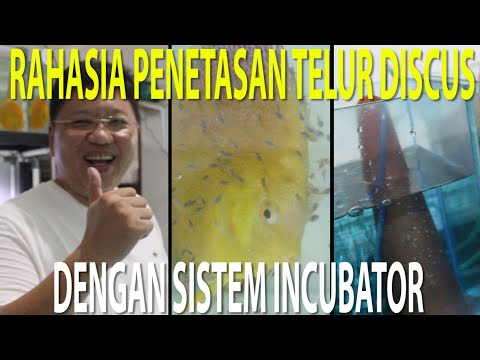 Video: Rahasia Breeding Discus Fish