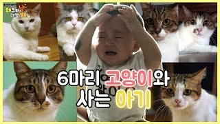 아이와 함께 사는 여섯마리 고양이