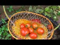 How to grow tomato plants in hanging plastic bottles | Growing tomatoes from seeds gives many fruits