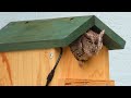 Songbird Essentials SE519 Screech Owl House -  Owls Are Back!