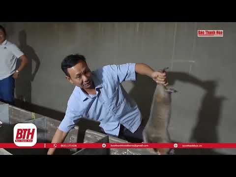 Video Nuôi dúi má đào thu tiền tỷ mỗi năm | Báo Thanh Hóa - youtube