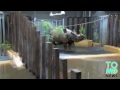 ZOOLOGIE: Un gardien de zoo se fait piétiner par un rhino à une corne
