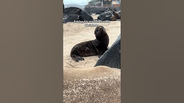 I MISS THEM SO MUCH 🦭  #kylethomas #shorts