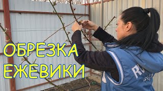 Обрезка ежевики и укладка на шпалеру