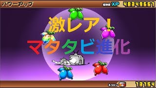 にゃんこ大戦争 超強い マタタビ進化 ねこタツ第三形態 激レア Youtube