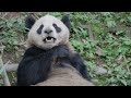 Announcing San Diego Zoo&#39;s Panda Pair!