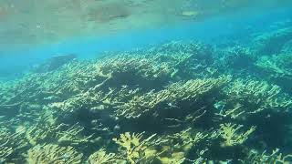 Bahamas  Abaco National Park Snorkeling