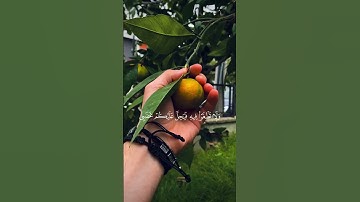 كلوا من طيبات ما رزقناكم ولا تطغوا فيه فيحل عليكم غضبي#آيات من #القرآن_الكريم #سورة طه