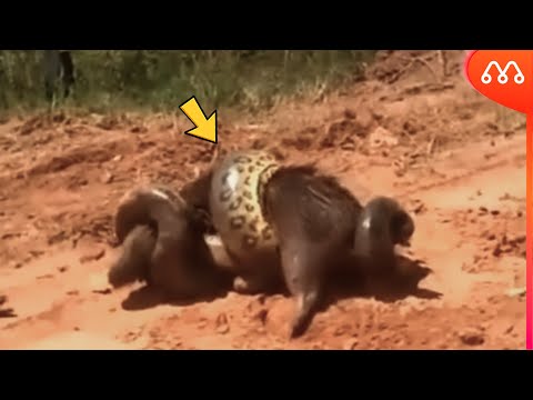 SUCURI PEGA CAPIVARA