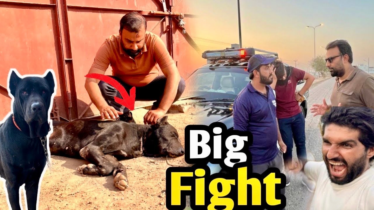 Samad Pets Vlog Ki Dhamki 😱 Bully Dog Badshah Ko Training Centre Sihft Kr Diya