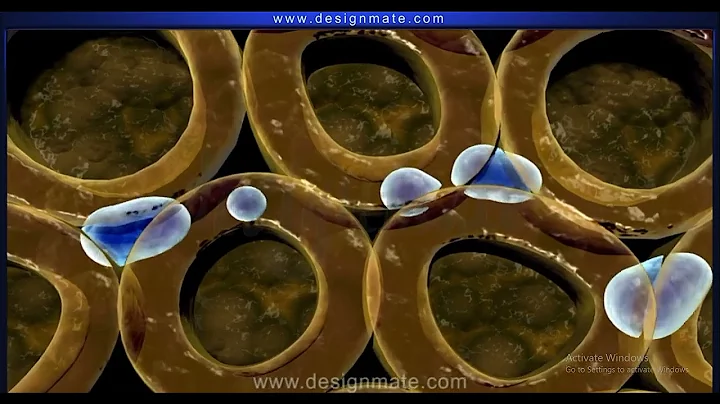 Transport of water through the casparian strip