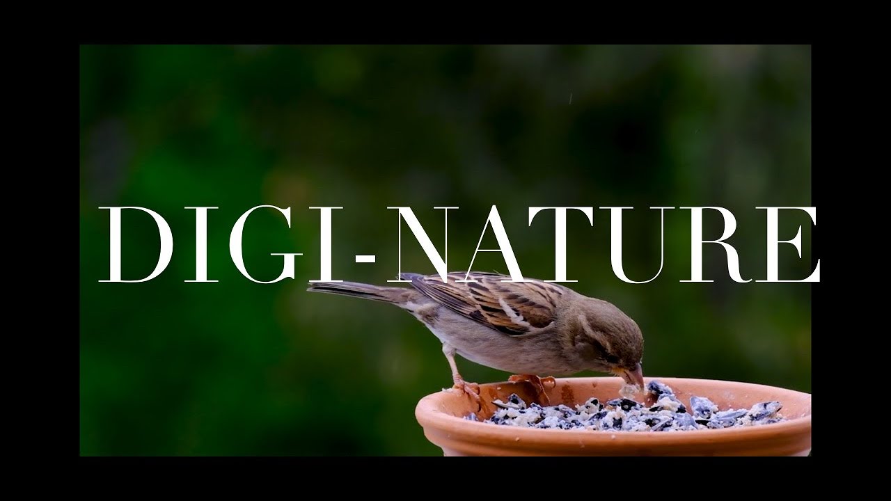 ASMR The Best Bird Watching Video With Ambient Nature Sounds in 4k 
