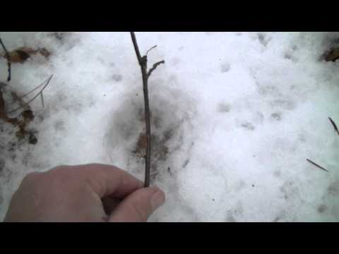 Bobcat and Coyote: Tracking in the Snow