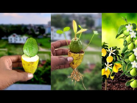 Great Technique For Grafting Lemon and Guava Fruit To Lemon Tree and guava tree With Aloe Vera
