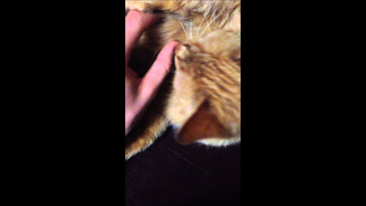 Предварительные ласки в машине