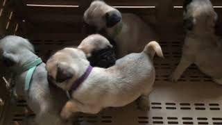 PuppyFinder.com : Litter of 5