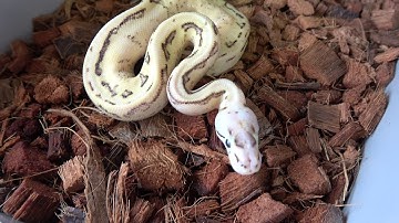 Official Ball Python Giveaway Entry Video!!! Plus Info On New Monthly Giveaway In The Works!
