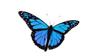 Butterfly gif