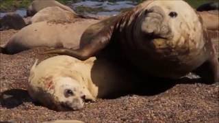 SEALS ARE WATER DOGS FILLED WITH LOVE