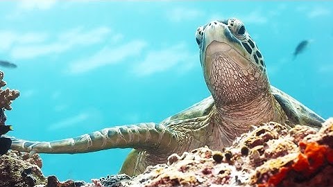 LIVING WATERS—Sea Turtle Magnetic Navigation