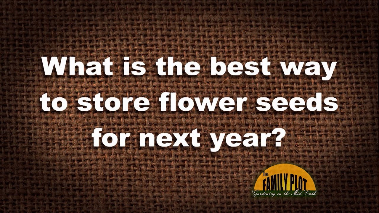 Q A What Is The Best Way To Store Flower Seeds For The Next Year q-a-what-is-the-best-way-to-store-flower-seeds-for-the-next-year