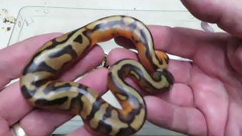 First Pied Combo Clutch Of 2020 Season / Brian Gundy