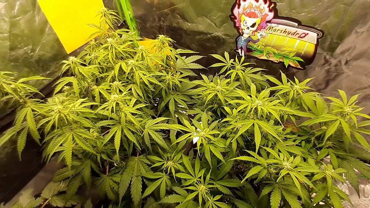 Winter Grow, Gorilla Glue Auto, Week 6. 