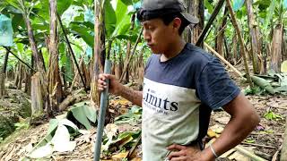 Labores que se realizan en una bananera