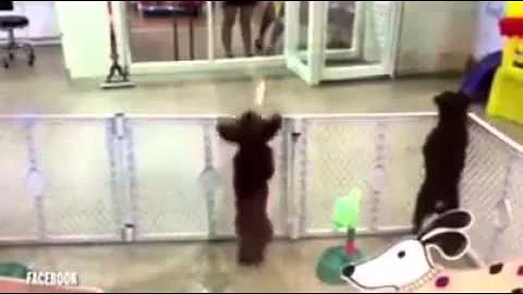 Doggie Dancing At Daycare