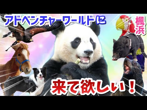 【パンダアイドル楓浜】ふうちゃんがアドベンの仲間と見どころを紹介するよ🐼