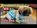 ＃ペキニーズ＃犬＃暑さ対策　クールベストをお気に召さない様子のペキニーズだが、あまりの暑さに良さがわっかたようです。